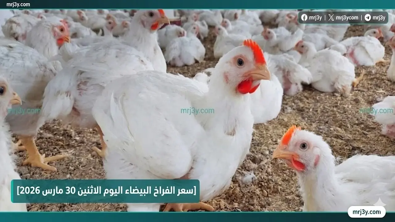 استقرار أسعار الفراخ والبيض في أسواق الأقصر خلال تعاملات يوم الاثنين